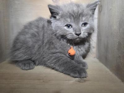 Male Bam Bam - Himalayan - Gallery Photo #1