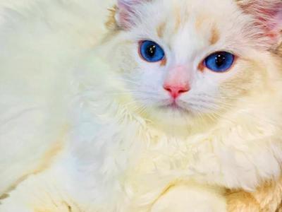 Pretty Doll - Ragdoll - Gallery Photo #1