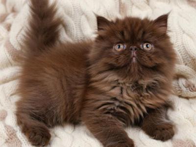 CFA Chocolate ELH Persian Female - Exotic - Gallery Photo #1