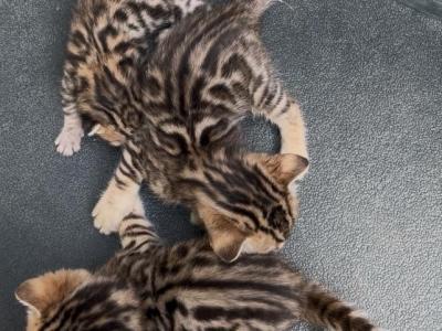 Savannah Bengal Hybrid Kittens - Bengal - Gallery Photo #1