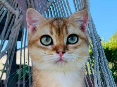 Cookie - British Shorthair - Gallery Photo #1