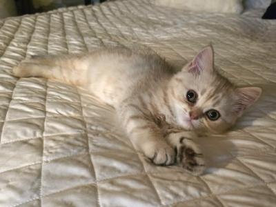 Lui - Scottish Fold - Gallery Photo #1
