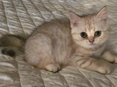 Lui - Scottish Fold - Gallery Photo #1