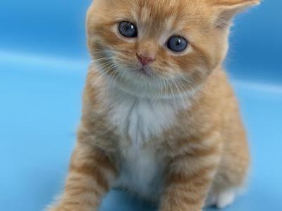 Orange Scottish Straight Male - Scottish Straight - Gallery Photo #1