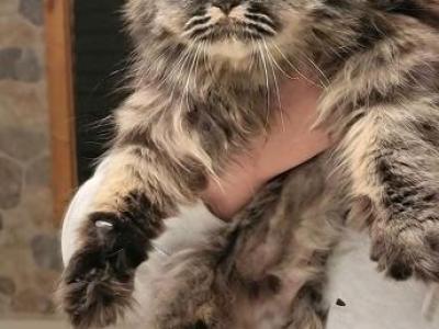 Several Kitty's Reduced - Persian - Gallery Photo #1