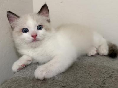 Bicolor RAGDOLL Kitten - Ragdoll - Gallery Photo #1