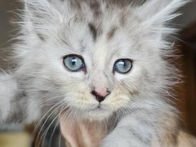 Silver Torbie Maine Coon Girl - Maine Coon - Gallery Photo #1