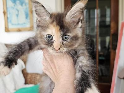 Brown Tortie Maine Coon - Maine Coon - Gallery Photo #1
