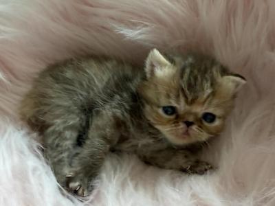 Exotic Chocolate Tabby Female - Exotic - Gallery Photo #1