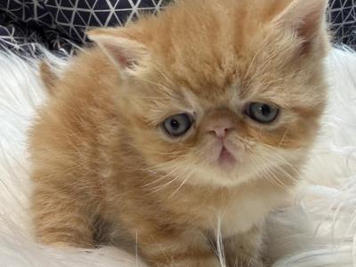 Garfield Exotic Red - Exotic - Gallery Photo #1