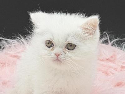 Ready To Go White Dollface - Exotic - Gallery Photo #1