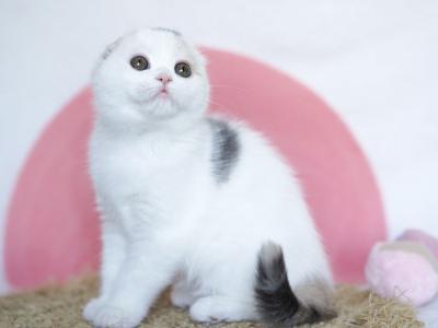 Qaylie - Scottish Fold - Gallery Photo #1