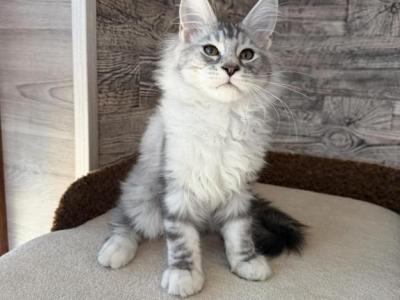 Chips - Maine Coon - Gallery Photo #1