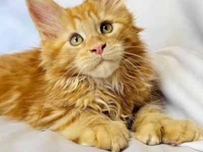 Mufasa Polydactyl - Maine Coon - Gallery Photo #1