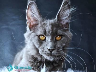 Kali Luxuria - Maine Coon - Gallery Photo #1