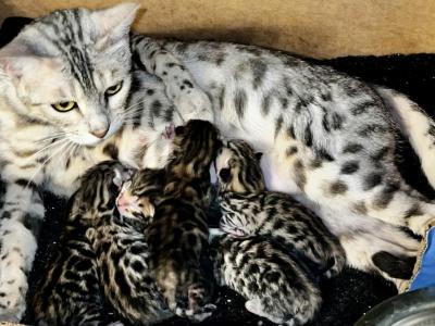 Just Arrived - Bengal - Gallery Photo #1