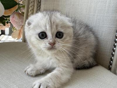 Scottish Fold Silver Female - Scottish Fold - Gallery Photo #1