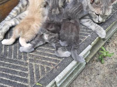 Gracie Litter - Manx - Gallery Photo #1