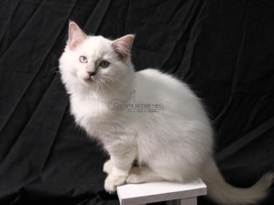 REDUCED Lady Soleil - Ragdoll - Gallery Photo #1
