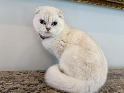 Scottish Fold Seal Point Female Retiring - Scottish Fold - Gallery Photo #1