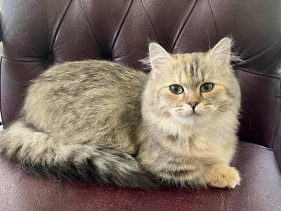 Munchkin Tortoiseshell Female Retiring - Munchkin - Gallery Photo #1