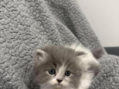 Blue White Bicolor Spots - Persian - Gallery Photo #1