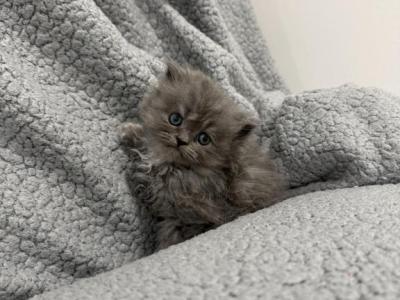 Blue Female White Patch Persian - Persian - Gallery Photo #1