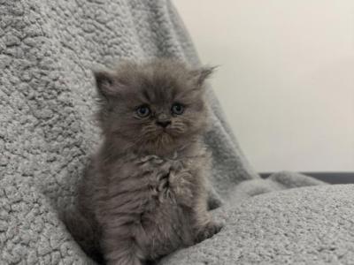 Blue Tabby Male Persian - Persian - Gallery Photo #1