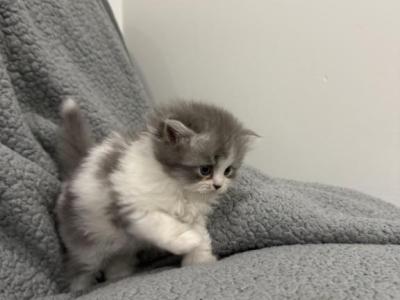 Blue White Bicolor White Tail Tip - Persian - Gallery Photo #1
