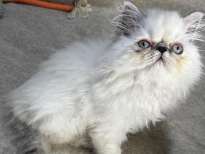 MIL20 Marshmallow CFA Lilac Point Himalayan Female - Himalayan - Gallery Photo #1