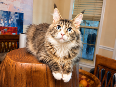Sapphire DBE Female Tabby With White - Maine Coon - Gallery Photo #1