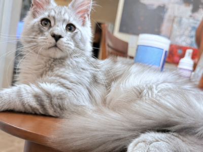 Star Amazing Silver  Polydactyl Boy - Maine Coon - Gallery Photo #1