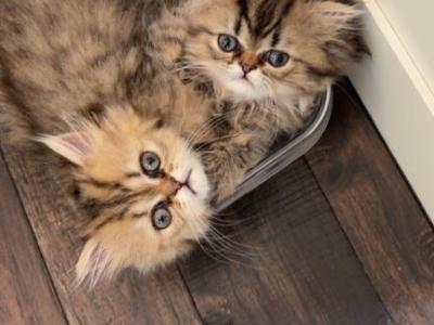 Cocos Babies - Persian - Gallery Photo #1