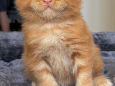 Polydactyl Red - Maine Coon - Gallery Photo #1