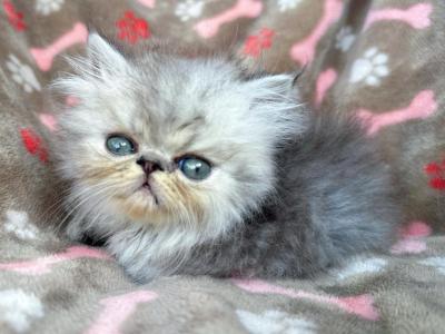 The Darlings - Persian - Gallery Photo #1