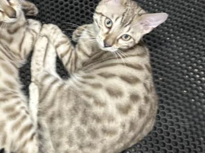 Drew Black Collar - Bengal - Gallery Photo #1