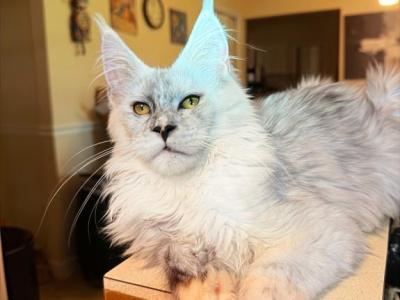 Luna Female High Smoke Polydactyl - Maine Coon - Gallery Photo #1