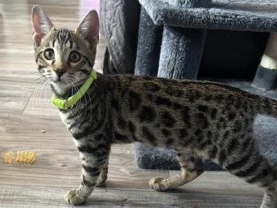 Violet Green Collar - Bengal - Gallery Photo #1