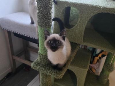 12 Week Old Seal Point Siamese Bonded Brothers - Siamese - Gallery Photo #1