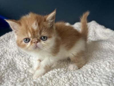 Elton - Persian - Gallery Photo #1