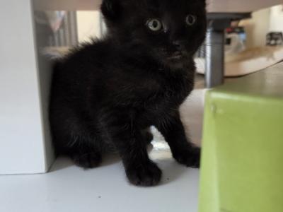 Raven - Domestic - Gallery Photo #1