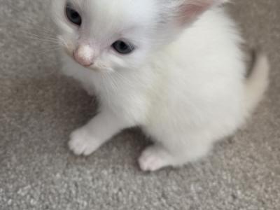 Lito - Domestic - Gallery Photo #1