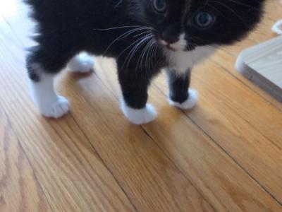 Tito - Domestic - Gallery Photo #1