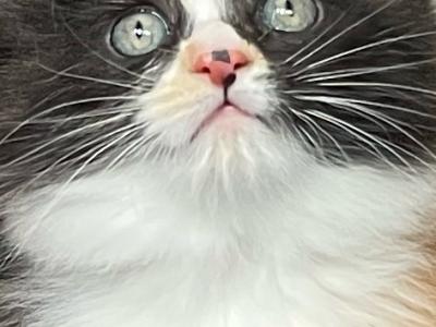 Sierra Nevada Kittens - Exotic - Gallery Photo #1