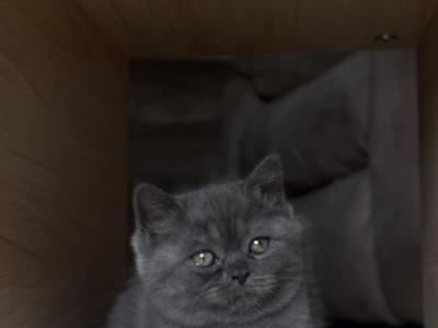 Leo - Scottish Straight - Gallery Photo #1