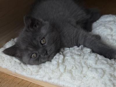 Leo - Scottish Straight - Gallery Photo #1