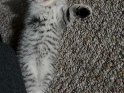 Sky The Fold - Scottish Fold - Gallery Photo #1