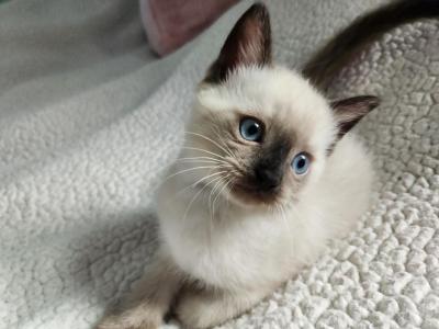 Sealpoint Female - Siamese - Gallery Photo #1
