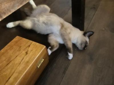 Fluffy - Siamese - Gallery Photo #1