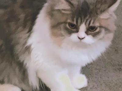 Blue White Persian Kitten - Persian - Gallery Photo #1